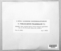 Thelocarpon prasinellum image